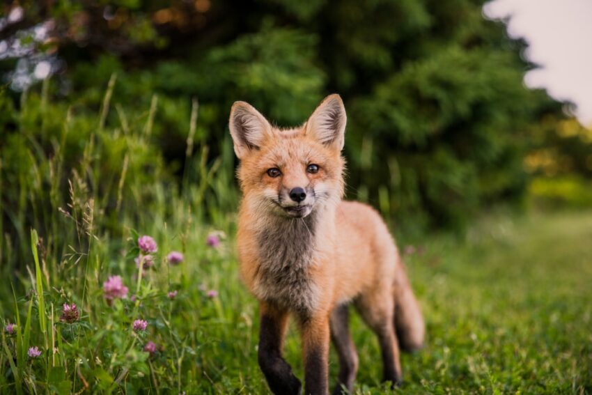 Photo Fox in forest